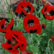 Ladybird Poppies at Abriachan Nurseries